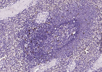 IL18 Recombinant Rabbit Monoclonal Antibody