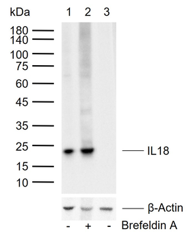 IL18 Recombinant Rabbit Monoclonal Antibody