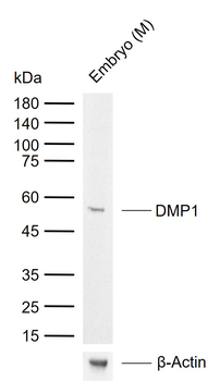 DMP1 Rabbit Polyclonal Antibody