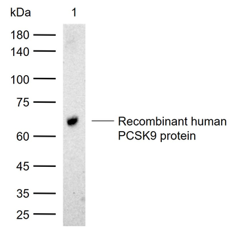PCSK9 Mouse Monoclonal Antibody