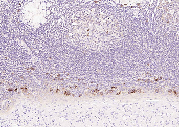 CD80 Mouse Monoclonal Antibody