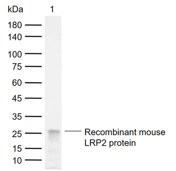 LRP2 Recombinant Rabbit Monoclonal Antibody