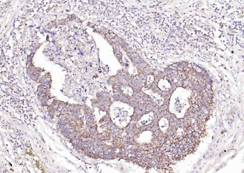 SLC44A1 Rabbit Polyclonal Antibody