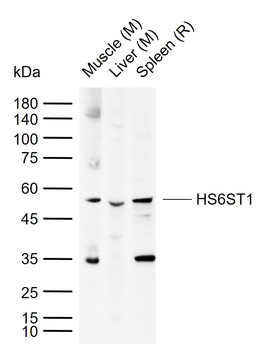 HS6ST1 Rabbit Polyclonal Antibody