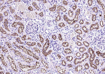 LRP2 Rabbit Polyclonal Antibody