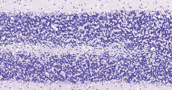 SOX10 Recombinant Rabbit Monoclonal Antibody