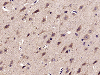 SRXN1 Rabbit Polyclonal Antibody