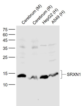 SRXN1 Rabbit Polyclonal Antibody