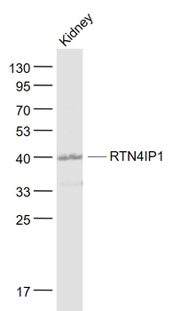 NIMP/RTN4IP1 Rabbit Polyclonal Antibody