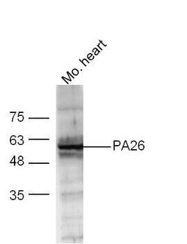 PA26 Rabbit Polyclonal Antibody