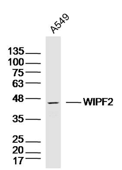 WIPF2 Rabbit Polyclonal Antibody
