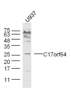 C17orf64 Rabbit Polyclonal Antibody