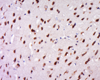 C17orf74 Rabbit Polyclonal Antibody