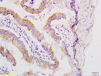 Dermokine beta Rabbit Polyclonal Antibody