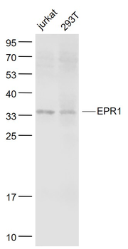 EPR1 Rabbit Polyclonal Antibody