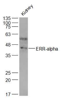 ERR-alpha Rabbit Polyclonal Antibody