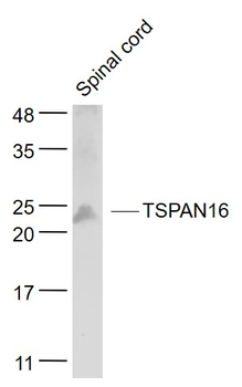TSPAN16 Rabbit Polyclonal Antibody
