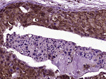 RNF19B Rabbit Polyclonal Antibody