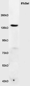 RNF123 Rabbit Polyclonal Antibody