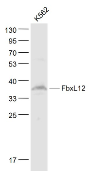 FbxL12 Rabbit Polyclonal Antibody