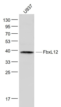 FbxL12 Rabbit Polyclonal Antibody