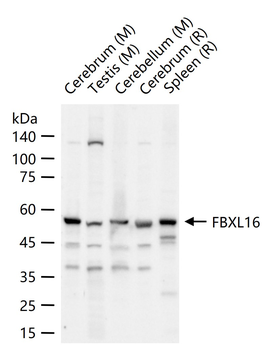 FBXL16 Rabbit Polyclonal Antibody