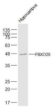 FBXO25 Rabbit Polyclonal Antibody