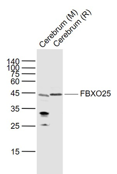 FBXO25 Rabbit Polyclonal Antibody