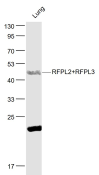 RFPL2+RFPL3 Rabbit Polyclonal Antibody