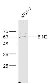 BIN2 Rabbit Polyclonal Antibody