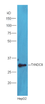 TXNDC9 Rabbit Polyclonal Antibody