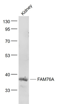 FAM76A Rabbit Polyclonal Antibody