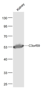 C3orf59 Rabbit Polyclonal Antibody