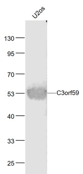 C3orf59 antibody