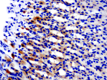C2orf55 Rabbit Polyclonal Antibody