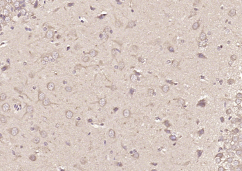 C9orf86 Rabbit Polyclonal Antibody