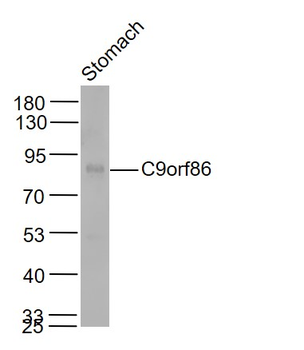 C9orf86 Rabbit Polyclonal Antibody