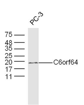 C6orf64 Rabbit Polyclonal Antibody
