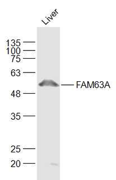 FAM63A Rabbit Polyclonal Antibody