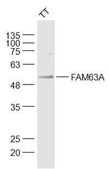 FAM63A Rabbit Polyclonal Antibody