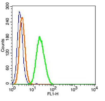 Kinesin/KIF5B Rabbit Polyclonal Antibody