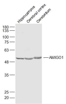 AMIGO1 Rabbit Polyclonal Antibody