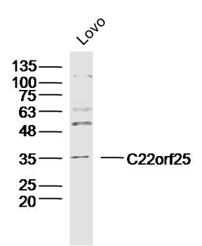C22orf25 Rabbit Polyclonal Antibody