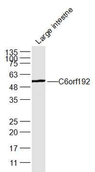 C6orf192 Rabbit Polyclonal Antibody
