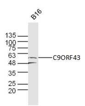 C9ORF43 Rabbit Polyclonal Antibody
