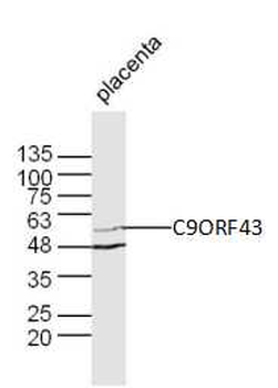 C9ORF43 Rabbit Polyclonal Antibody