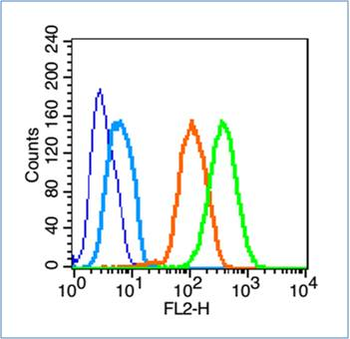 NLGN2 Rabbit Polyclonal Antibody