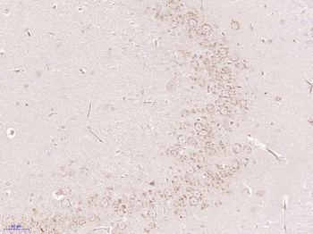 Gliomedin Rabbit Polyclonal Antibody
