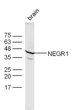 NEGR1 Rabbit Polyclonal Antibody