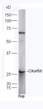 CXorf56 Rabbit Polyclonal Antibody